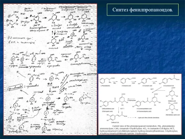 Синтез фенилпропаноидов.
