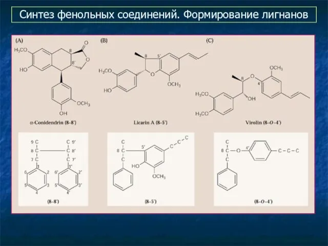 Синтез фенольных соединений. Формирование лигнанов