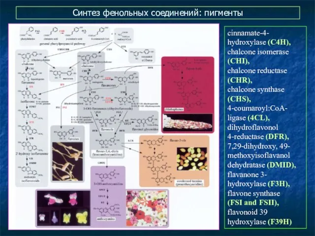 Синтез фенольных соединений: пигменты cinnamate-4- hydroxylase (C4H), chalcone isomerase (CHI), chalcone