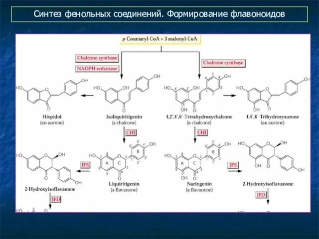 Синтез фенольных соединений. Формирование флавоноидов