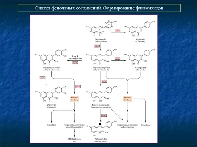 Синтез фенольных соединений. Формирование флавоноидов