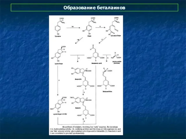 Образование беталаинов