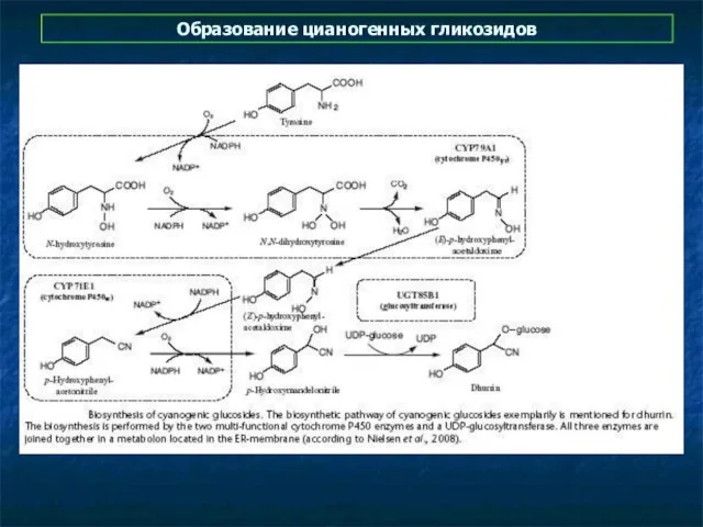 Образование цианогенных гликозидов