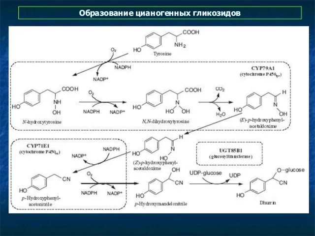 Образование цианогенных гликозидов