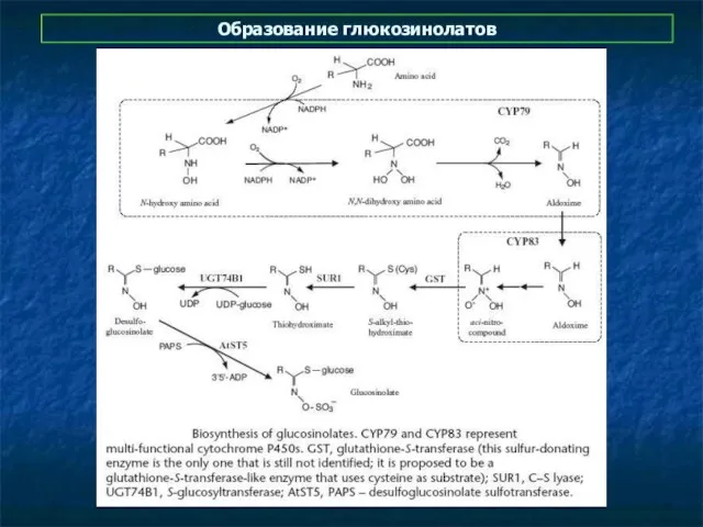 Образование глюкозинолатов