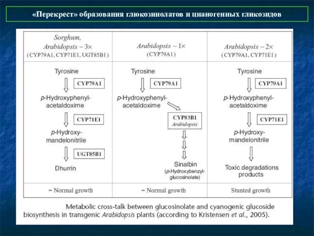 «Перекрест» образования глюкозинолатов и цианогенных гликозидов