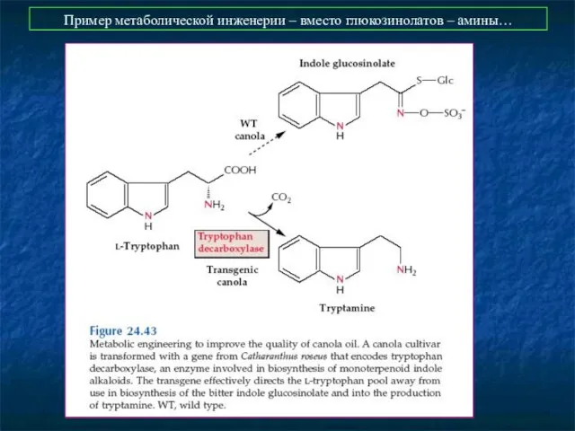 Пример метаболической инженерии – вместо глюкозинолатов – амины…