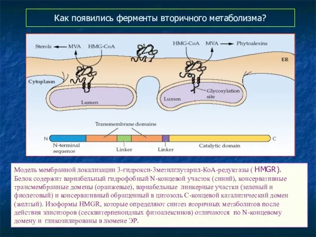 Как появились ферменты вторичного метаболизма? Модель мембранной локализации 3-гидрокси-3метилглутарил-КоА-редуктазы ( HMGR).