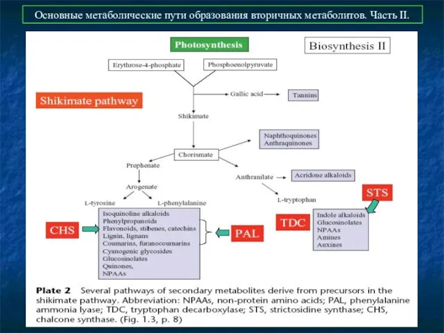 Основные метаболические пути образования вторичных метаболитов. Часть II.