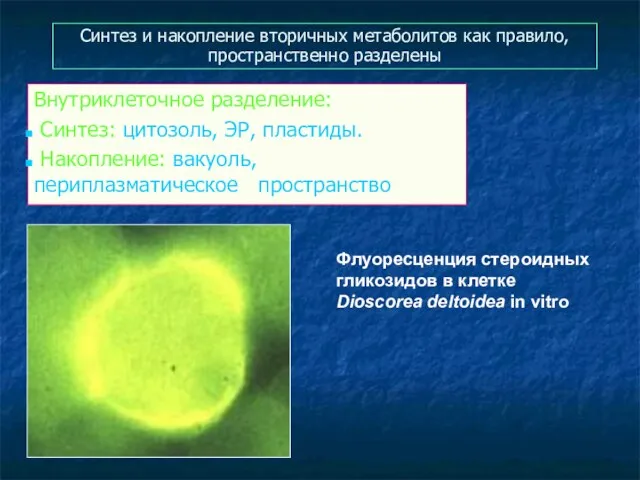 Синтез и накопление вторичных метаболитов как правило, пространственно разделены Внутриклеточное разделение: