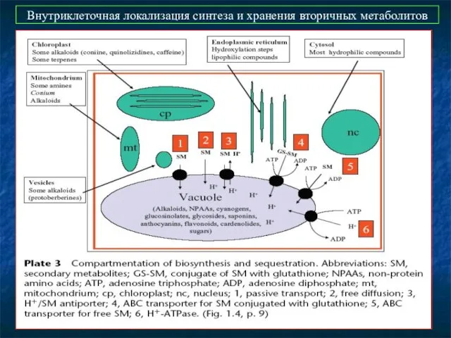 Внутриклеточная локализация синтеза и хранения вторичных метаболитов