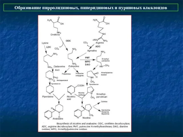 Образование пирролидиновых, пиперидиновых и пуриновых алкалоидов