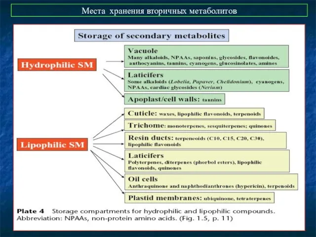 Места хранения вторичных метаболитов