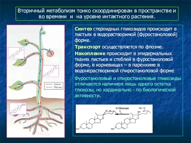 Вторичный метаболизм тонко скоординирован в пространстве и во времени и на