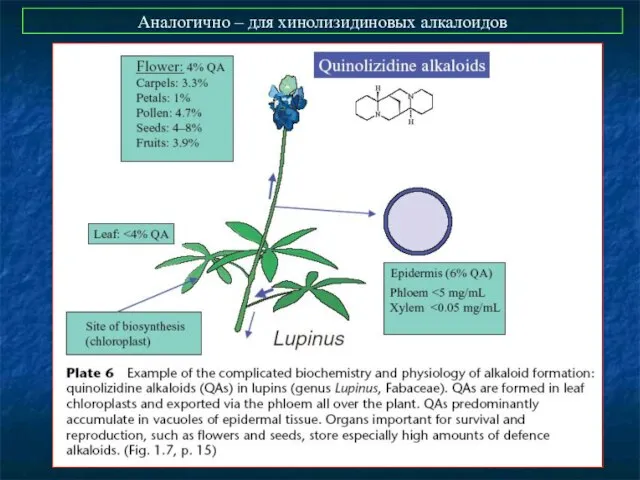 Аналогично – для хинолизидиновых алкалоидов