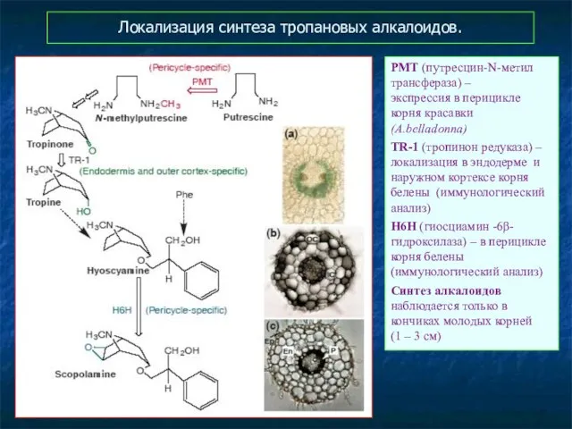 Локализация синтеза тропановых алкалоидов. PMT (путресцин-N-метил трансфераза) – экспрессия в перицикле