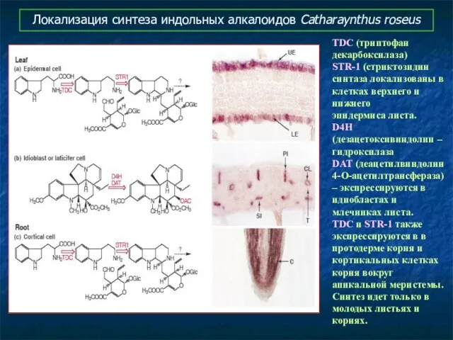 Локализация синтеза индольных алкалоидов Catharaynthus roseus TDC (триптофан декарбоксилаза) STR-1 (стриктозидин