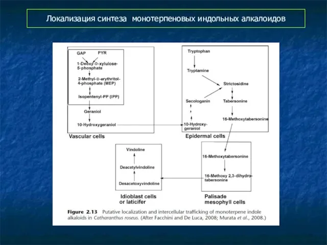 Локализация синтеза монотерпеновых индольных алкалоидов