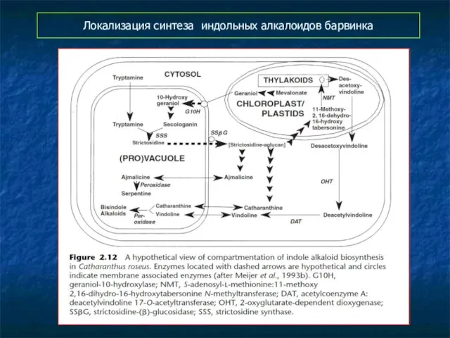 Локализация синтеза индольных алкалоидов барвинка