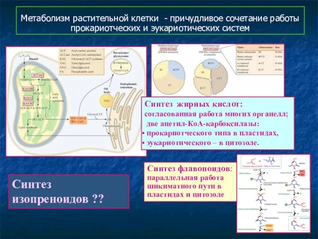 Метаболизм растительной клетки - причудливое сочетание работы прокариотческих и эукариотических систем