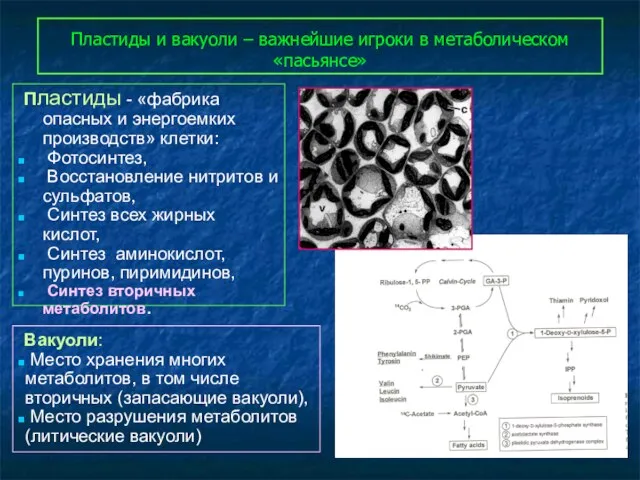 Пластиды и вакуоли – важнейшие игроки в метаболическом «пасьянсе» Пластиды -