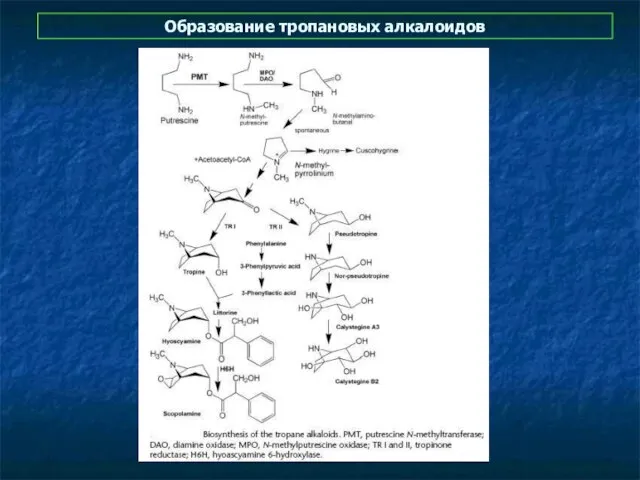 Образование тропановых алкалоидов