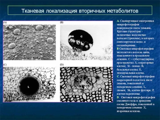 Тканевая локализация вторичных метаболитов А. Сканирующая электронная микрофотография поверхности листа тимьяна.