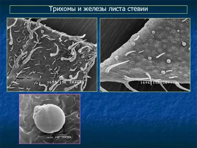 Трихомы и железы листа стевии