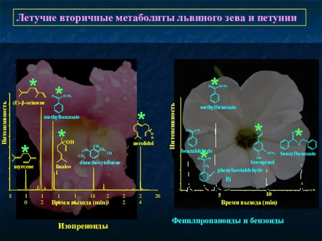 Летучие вторичные метаболиты львиного зева и петунии myrcene dimethoxytoluene Время выхода