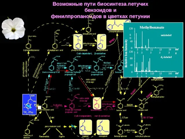 Возможные пути биосинтеза летучих бензоидов и фенилпропаноидов в цветках петунии 2H5