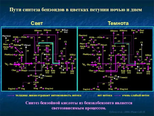 Свет Пути синтеза бензоидов в цветках петунии ночью и днем Темнота