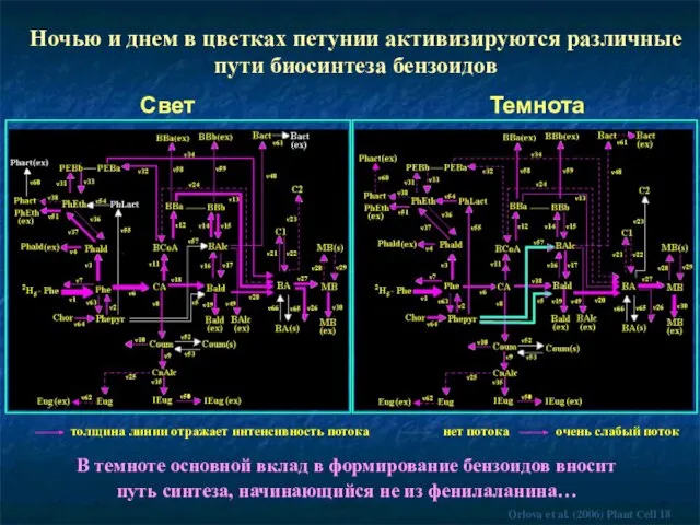 Свет Ночью и днем в цветках петунии активизируются различные пути биосинтеза