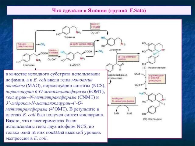 Что сделали в Японии (группа F.Sato) в качестве исходного субстрата использовали