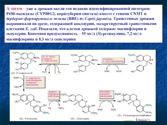 А затем – уже в дрожжи ввели ген недавно идентифицированной цитохром-Р450-оксидазы