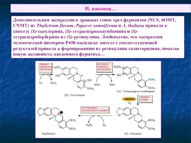 И, наконец… Дополнительная экспрессия в дрожжах генов трех ферментов (NCS, 6OMT,