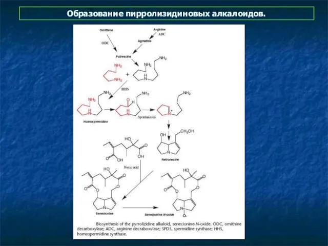 Образование пирролизидиновых алкалоидов.