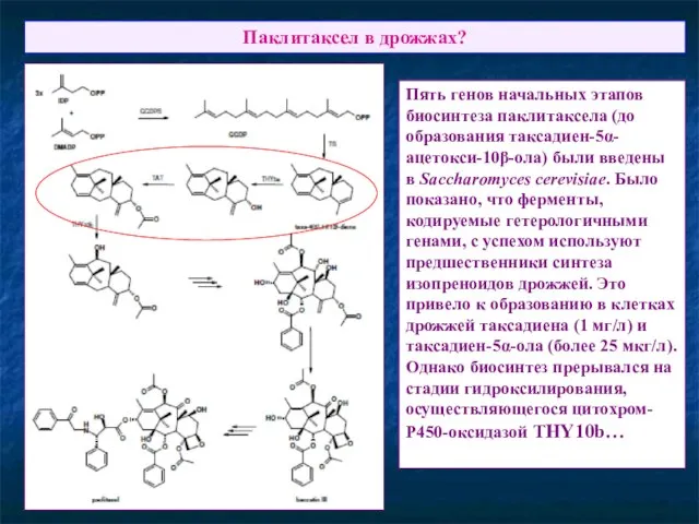 Паклитаксел в дрожжах? Пять генов начальных этапов биосинтеза паклитаксела (до образования