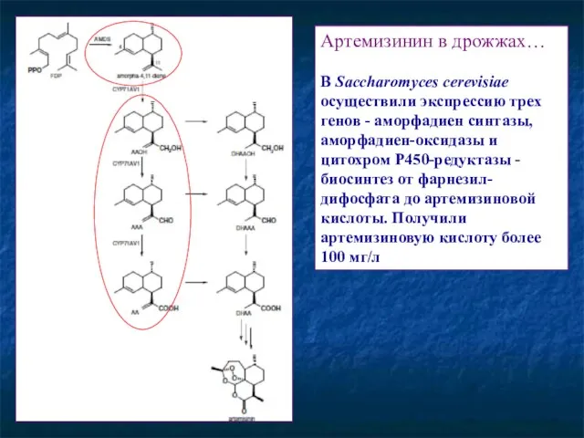 Артемизинин в дрожжах… В Saccharomyces cerevisiae осуществили экспрессию трех генов -