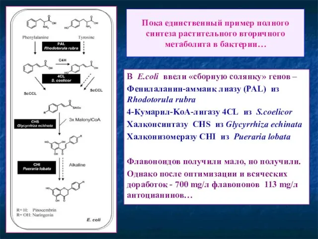 Пока единственный пример полного синтеза растительного вторичного метаболита в бактерии… В