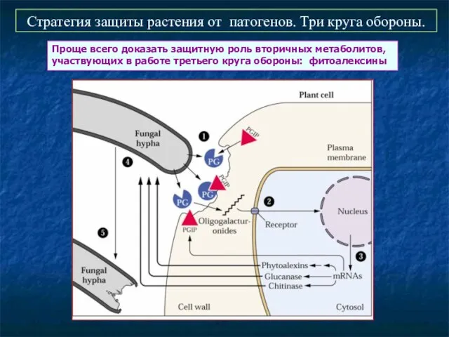 Стратегия защиты растения от патогенов. Три круга обороны. Проще всего доказать