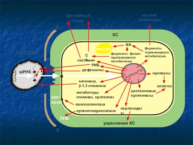 ПАТОГЕН системин ферменты терпеноидного метаболизма ФА СК ингибиторы гликаназ, протеиназ пролилгидроксилаза