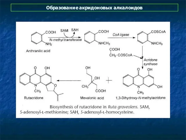 Образование акридоновых алкалоидов