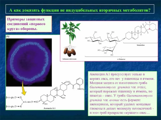 А как доказать функции не индуцибельных вторичных метаболитов? Авенацин А1 присутствует