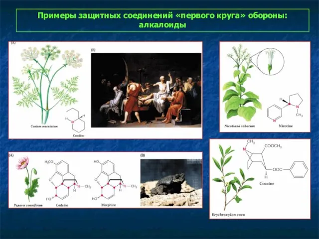 Примеры защитных соединений «первого круга» обороны: алкалоиды