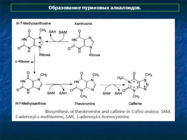 Образование пуриновых алкалоидов.