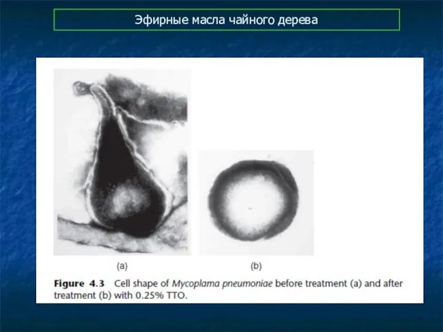 Эфирные масла чайного дерева