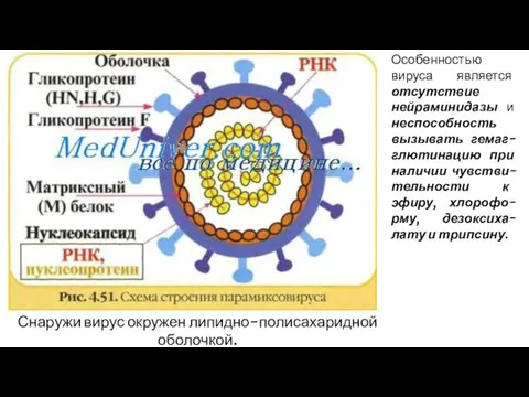 Особенностью вируса является отсутствие нейраминидазы и неспособность вызывать гемаг-глютинацию при наличии