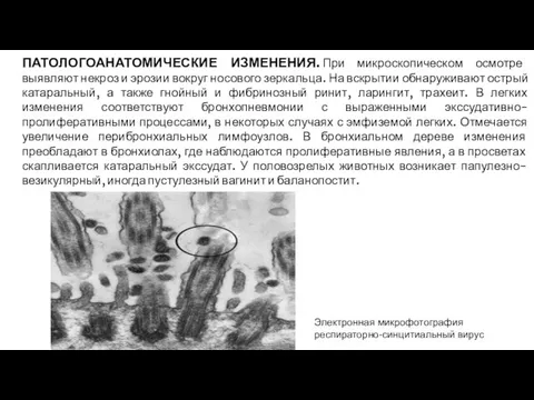 ПАТОЛОГОАНАТОМИЧЕСКИЕ ИЗМЕНЕНИЯ. При микроскопическом осмотре выявляют некроз и эрозии вокруг носового