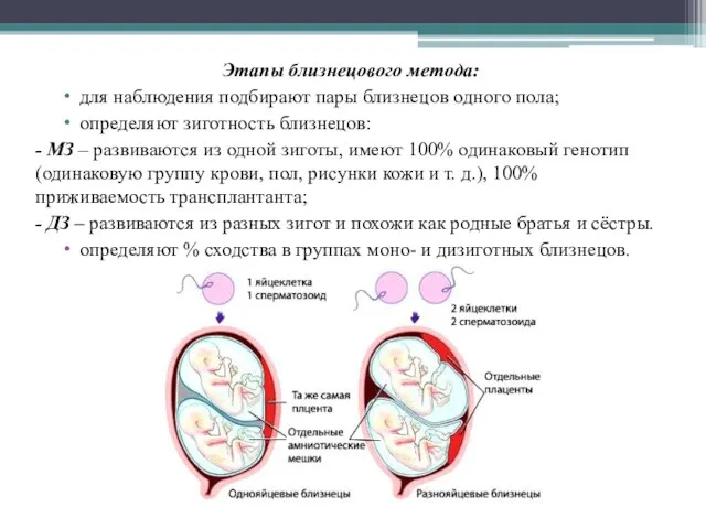 Этапы близнецового метода: для наблюдения подбирают пары близнецов одного пола; определяют