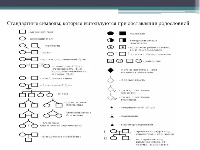 Стандартные символы, которые используются при составлении родословной: